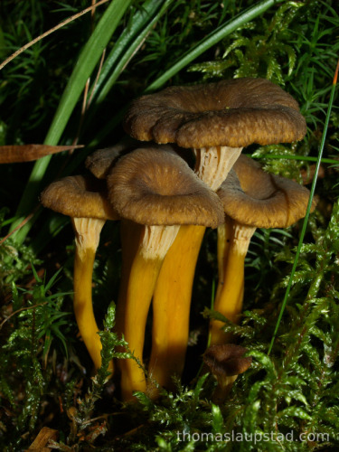 Picture of Yellow foot, Winter Chanterelle, Funnel Chanterelle (Cantharellus tubaeformis)